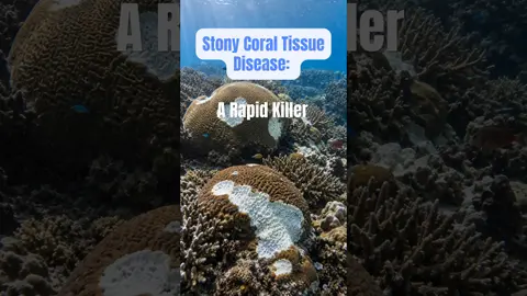 This coral disease can kill an entire colony within weeks or months.  🎧 Listen to the full episode.