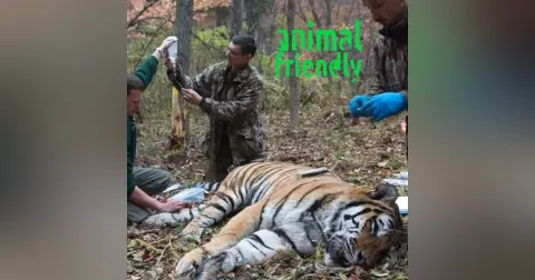 13. Tyger Tyger