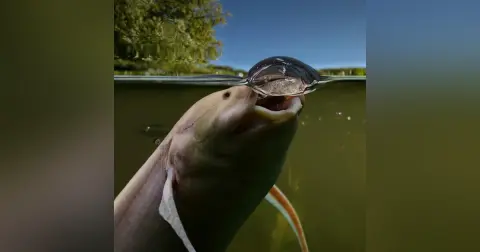 Lungfish