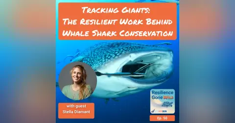 Tracking Giants: The Resilient Work Behind Whale Shark Conservation