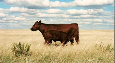 Conference Updates, Pasture Management, Creep Feeding, Top Tips for Summer Nutritional Planning, BQA, In the News
