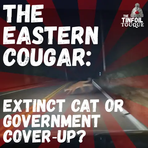 The Eastern Cougar: Extinct Cat or Government Cover‑Up?