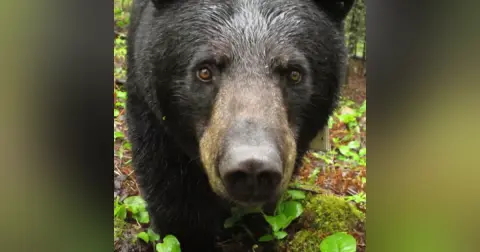 Bears Podcast for Kids