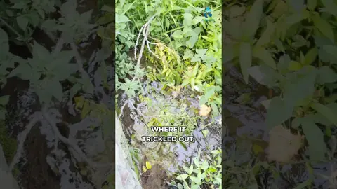A Pond That Filters Its Own Water While Watering Livestock #clever #agriculture