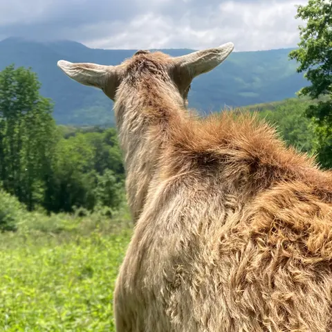 Pruning Experts 🌿 Bring in the Goats!