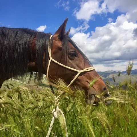 Should I Eat Like A Horse?