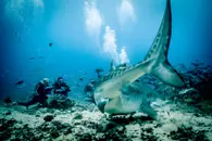 Living with Sharks: Colleen McKinnel on the intensity and magic of a tiger shark dive in Fiji