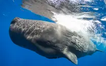 Whale 2.0: Shane Gero on decoding the language and culture of sperm whales (Part Two)