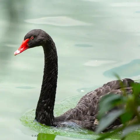 Aves introducidas y sus implicaciones en conservación.