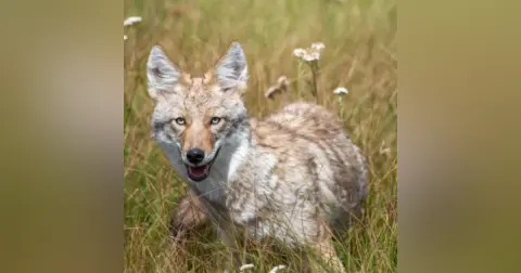 Coyotes