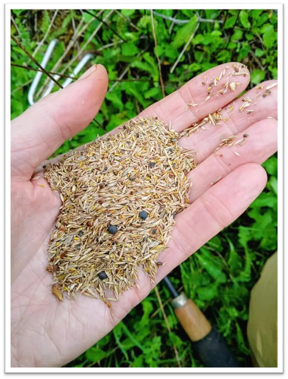 Hand Seeds (Comp).jpg