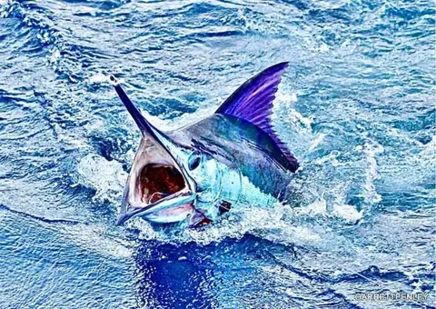 Marlin and sailfish on the fly with Jake Jordan