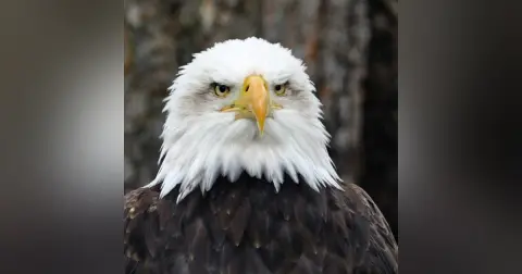Eagles