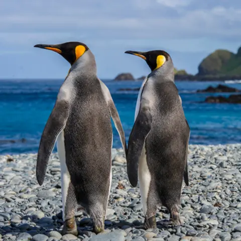 Penguins
