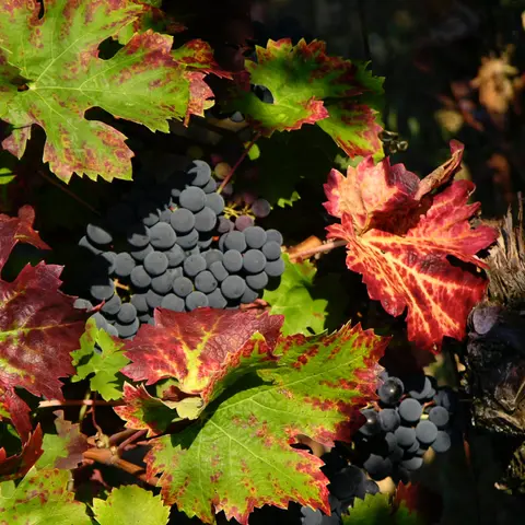 Vendanges in Frankrijk. Alles over de jaarlijkse druivenpluk in Frankrijk