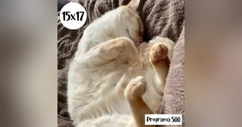 s15e17: Programa 500
