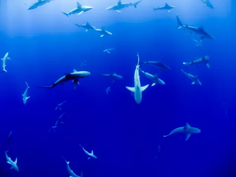 Celebrating Shark Research and Education with James Lea and Save Our Seas