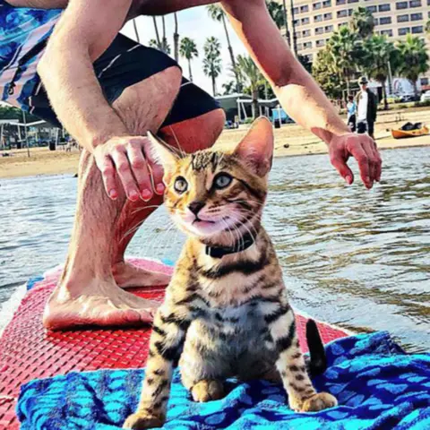 SurferCat Maverick and his parents Kayla and Nick talk about Mental Health Wellness and Community