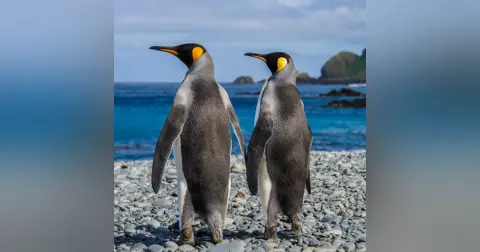Penguins