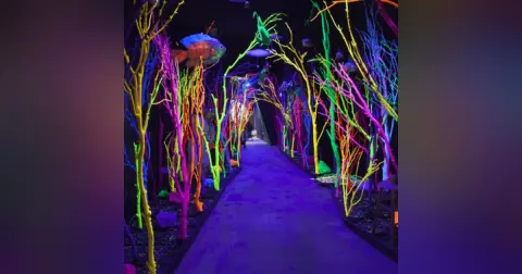 Meow Wolf