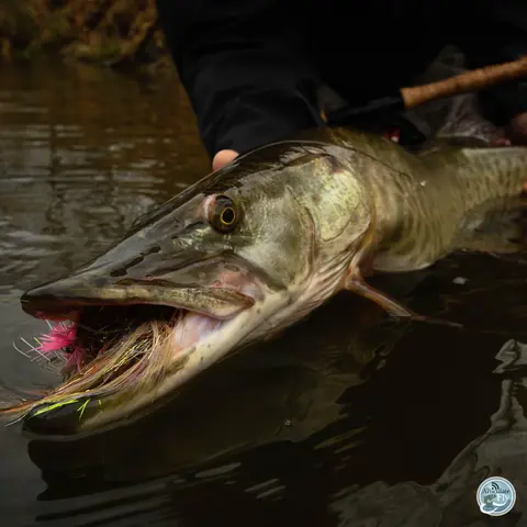 S8, Ep 77: From Smallmouth to Musky: Matt Reilly's Guide to Southwest Virginia's Fall Fishing