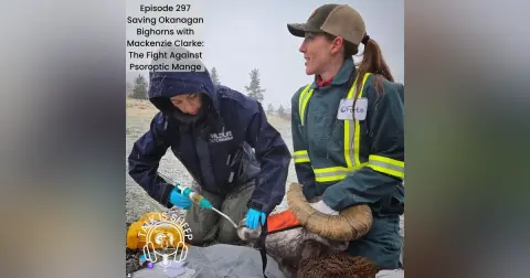 Saving Okanagan Bighorns with Mackenzie Clarke: The Fight Against Psoroptic Mange
