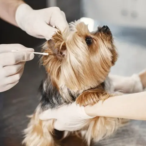 The Relative Uselessness of Culture in those Annoying Otitis Cases