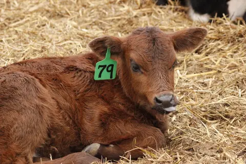 Dr. Dodd, Breeding Season To-do, Moving Calving Season, 7 Tips to Consider when Moving Calving Season, Financial Risk