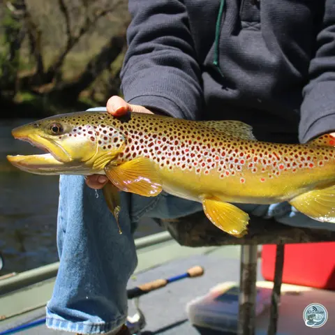S6, Ep 37: Streamer Secrets and Dry Fly Dreams with East Tennessee's Ellis Ward
