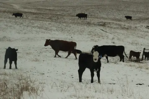 Mock Trace Event, KFMA Research, Record Keeping in the New Year, Top Areas to Keep Records in the New Year, Listener Question, Hay Feeding Influence on Calving