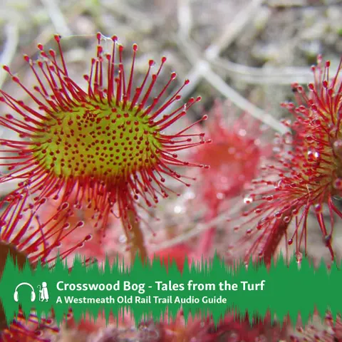 Crosswood Bog – Tales from the Turf Audio Guide