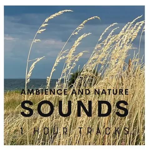 Wind blowing through the reeds on a Danish island (1 hour)