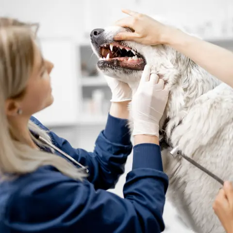 Cholestyramine for Toxin Decontamination