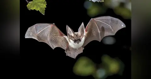 Episode 56 - Management of Suspected Rabies Exposure in the Emergency Department