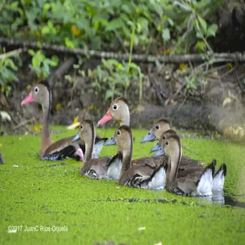 Aves Acuáticas.