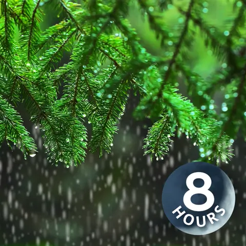 Light Rain in the Woods 8 Hours I Relaxing Rainstorm White Noise for Sleep