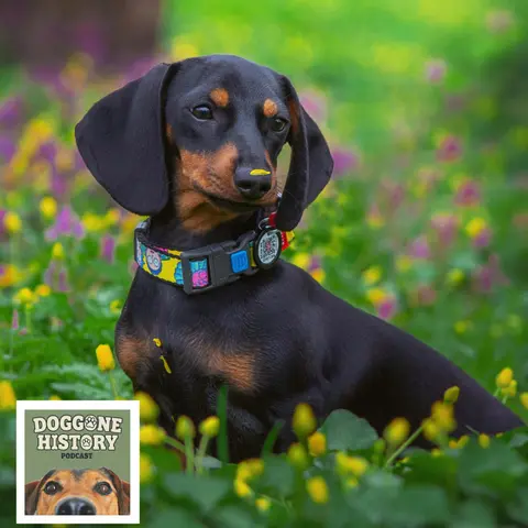 Dachshunds: The Badger Dogs