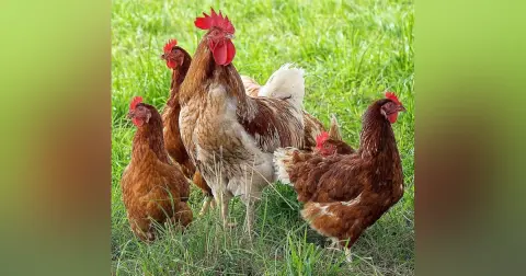 Counting Chickens
