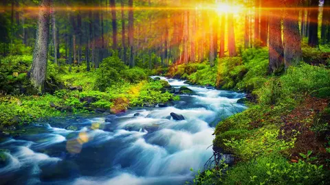 Forest River Peaceful Sounds for Relaxation, Sleep or Studying | White Noise Nature 10 Hours
