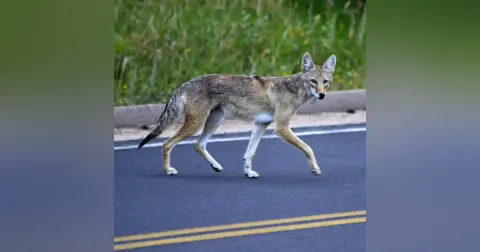 Wildlife Crossings with Ben Goldfarb
