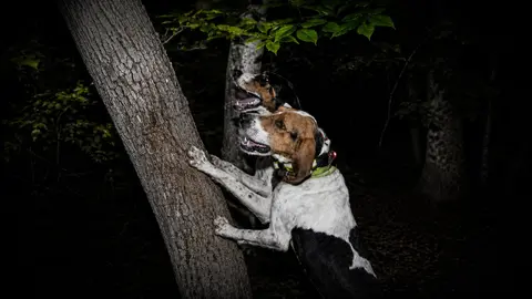 Competition Coonhunting Strategies To Improve Your Chances Of Winning