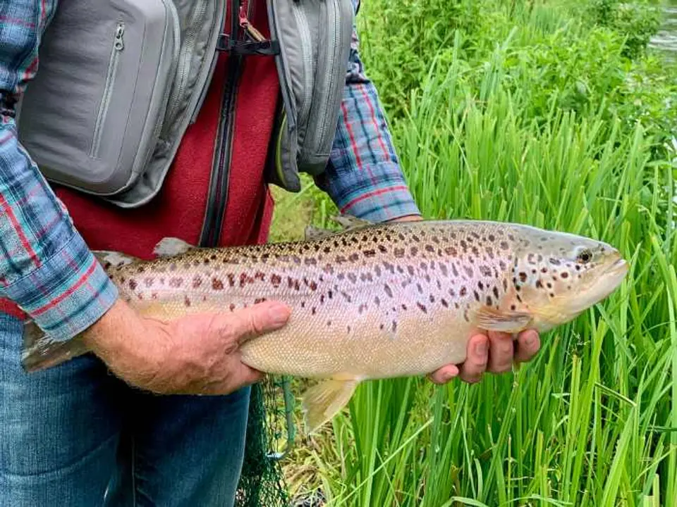 Brown Trout from the River Test