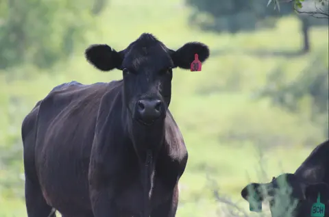 Meet Sara Place, Non-Commercial Food Service & the Beef Industry, Sustainability Facts, Top Sustainability Facts, Cow-Calf Sustainability, Mature Cow Size