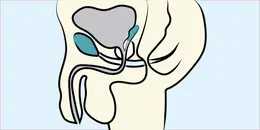 Examination of the Scrotum