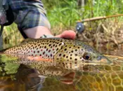 Exploring Michigan's Trout-Infested Upper Peninsula with Tim Schulz