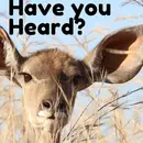 Have You Heard? with Patrick, Jordan, and Jesse