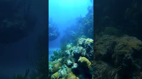 Take a dive with us as we look for the best sights and sounds in Bermuda!