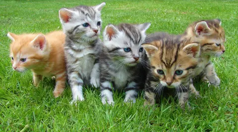 Cats, Coffee, and Conscious Franchising