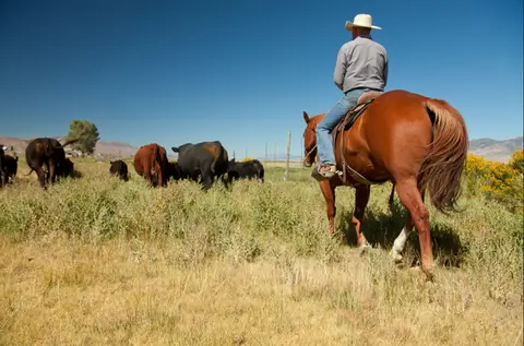 Risk Management, Dustin Questions, Cow Breakeven, Tips to Manage Cow Breakeven, Cover Crops, Stockmanship