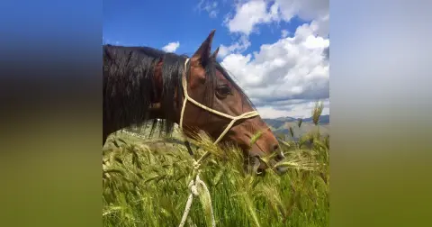 Should I Eat Like A Horse?